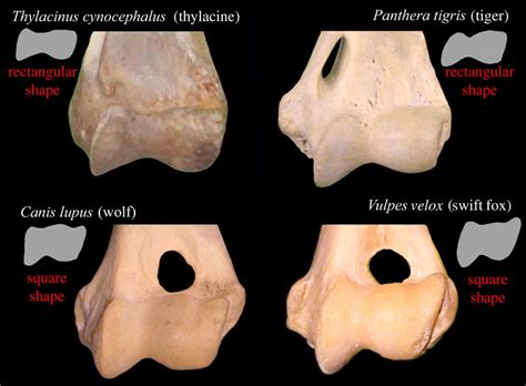 Thylacine hunting behavior: Case of crying wolf? | News from Brown