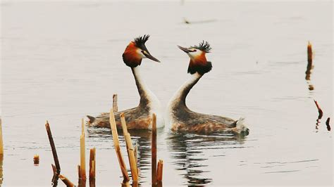 The great crested grebe's mating dance at Beijing's Summer Palace - CGTN