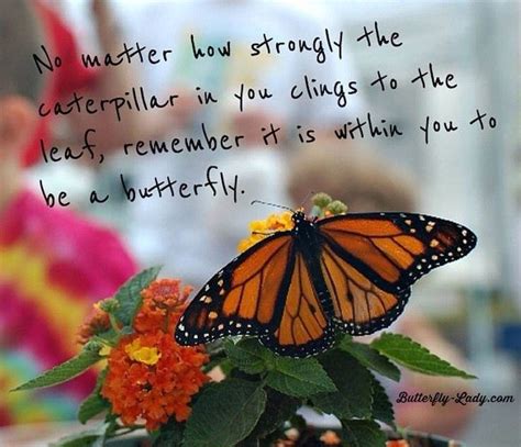 1000+ images about Monarch Butterflies on Pinterest | Butterfly migration, Life cycles and Wings