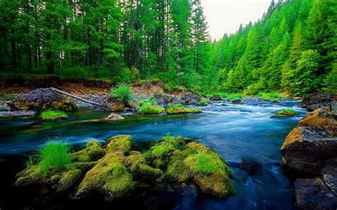 HD wallpaper: Nature Mountain Dense Spruce Forest, River Rock Waterfall ...