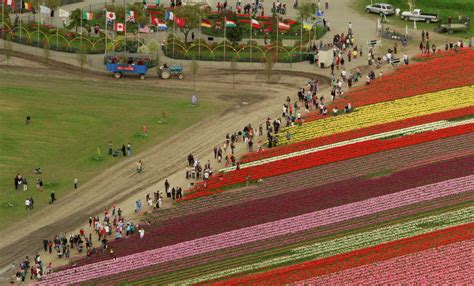 Aerial tour of the Skagit Valley Tulip Festival