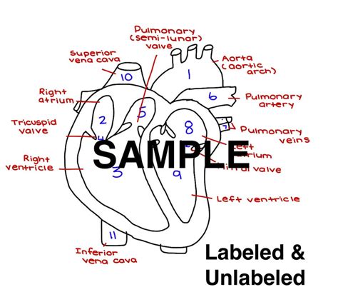 Human Heart Diagram Unlabeled