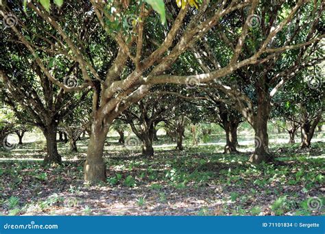 The Garden of Fruit Trees . Mango. Philippines. Stock Photo - Image of ...