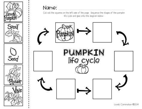 Pumpkin life cycle worksheet pdf | Exeter