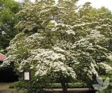 Cornus kousa chinensis - Dogwood - Trees - Speciality Trees