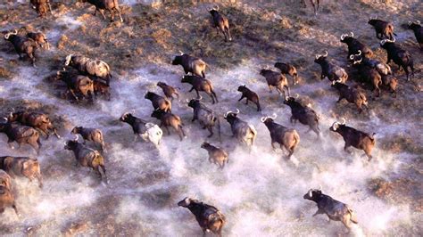 Stampede African Cape Buffalo Herd Wallpaper - Free Wallpapers