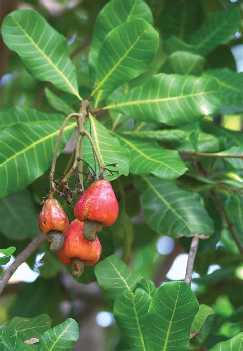 Cashew | Description, Poison, & Processing | Britannica