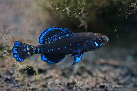 Gulf Coast Pygmy Sunfish – Florida Springs Institute