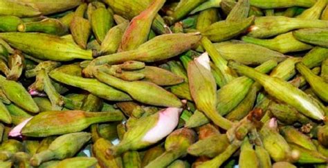 Health Benefits of Kachnar, Health Benefits Of Kachnar - Kfoods