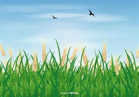 Vector Rice Field Illustration - Download Free Vectors, Clipart ...