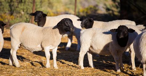 Dorper Sheep Breed Information, History & Facts - RaisingSheep.net