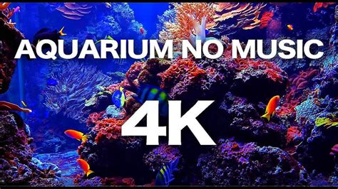 Coral Reef Adventure Aquarium 3D Screensaver 1.0 - Download-Screensavers.biz