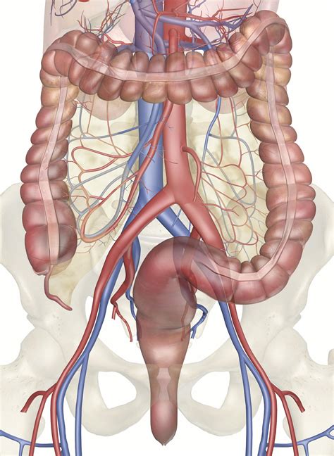 The Intestinal Blood Supply: 3D Anatomy Model