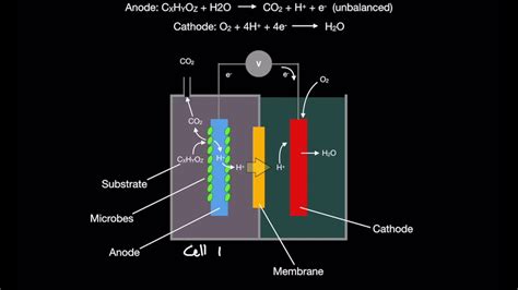 Microbial Fuel Cells Introduction (MFC's pt. 1) - YouTube