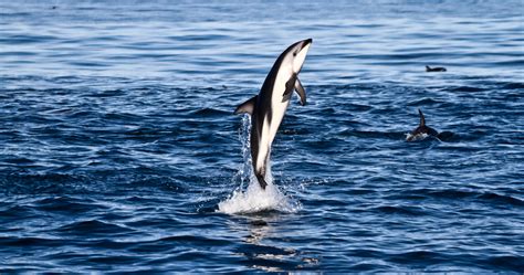 Dolphin Tour & Swim in Kaikoura With Dolphin Encounter | RTW Backpackers