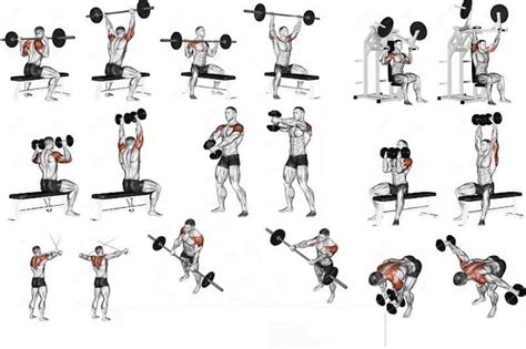 GAIN MAXIMUM & MASSIVE SHOULDERS WITH BEST SHOULDER WORKOUT OUTLINED BELOW ! - Daily Body ...