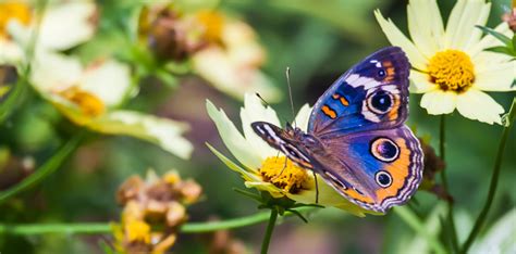 Weekend Gardening: Plant Your Own Butterfly Garden : NorthEscambia.com