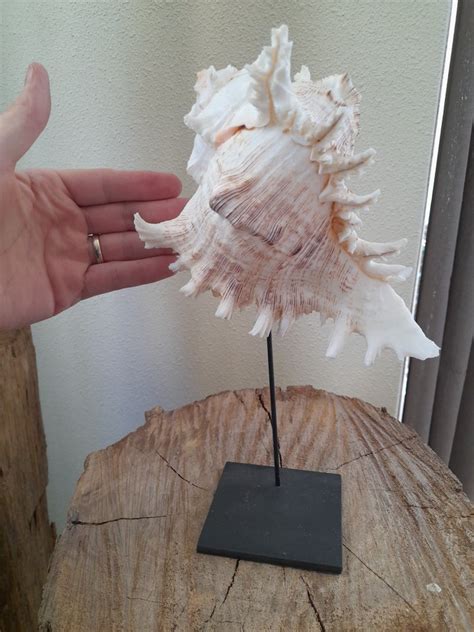 Murex shell - on metal stand - Sea shell - Murex Ramosus - Catawiki