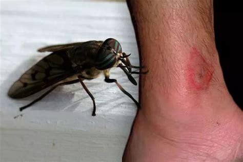 What a horsefly looks like and what to do if one bites you - Plymouth Live