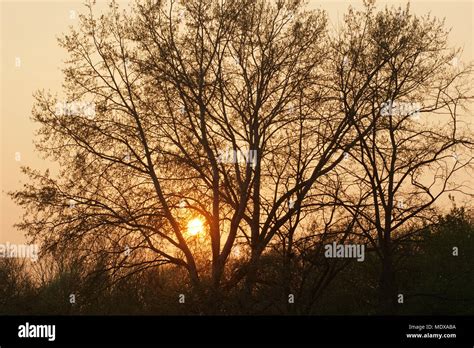 Wickford, Essex, UK. 20th April, 2018. UK Weather: Views of the sun setting through the trees in ...