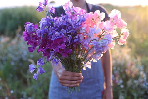 Pin by Amy's Online Scrapbook on Wedding flowers | Sweet pea flowers, Flower farm, Beautiful flowers