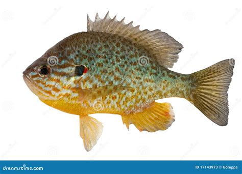 Sunfish Vector Illustration | CartoonDealer.com #29879590