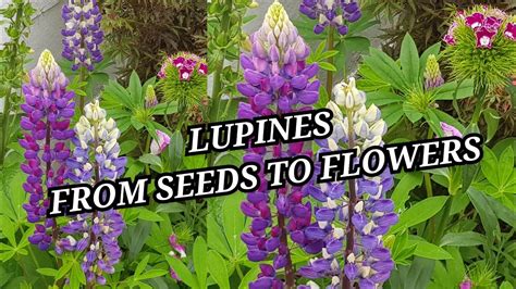 Lupines Seeds