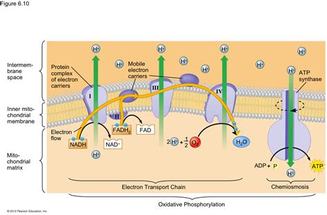 Electron Transport Chain Steps