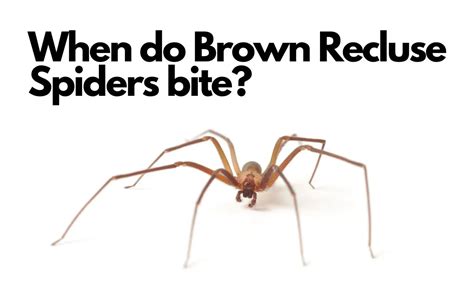 When do Brown Recluse spiders bite? - The Spider Blog