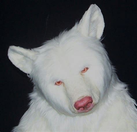 Albino bear Amazing Animals, Unusual Animals, Animals Beautiful ...