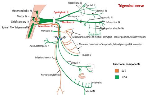 Trigeminal Nerve – Anatomy QA