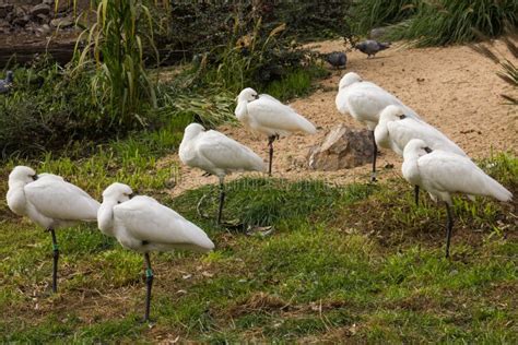 Group of Spoonbill Bird Natural Nature Wallpaper India Stock Photo ...