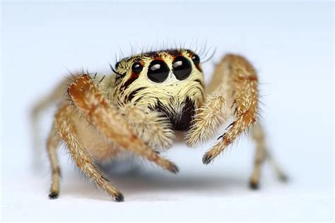 Why are jumping spiders so cute? | Jumping Spidey