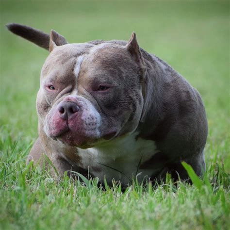 BEST OF THE TRI COLOR AMERICAN BULLY | AMAZING POCKET BULLIES | by BULLY KING Magazine | BULLY ...