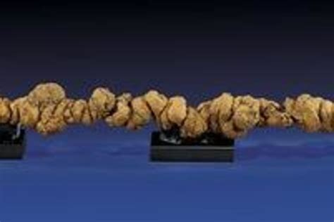 Impressive Load: 'Longest' Fossilized Poop Goes Up for Auction - NBC News