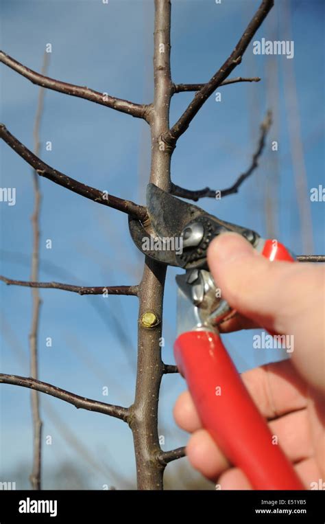 Pruning apple tree hi-res stock photography and images - Alamy