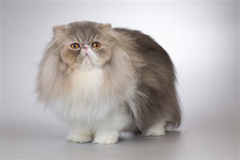 7 Flat-Faced Cats With Smushed Faces | PetMD