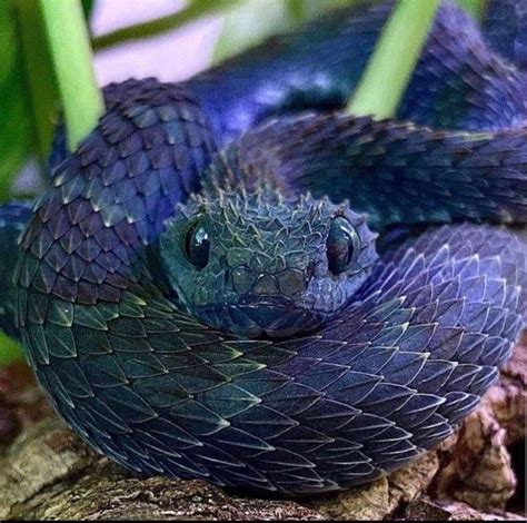 🔥 Stunning blue variable bush viper - NatureIsFuckingLit | Cute reptiles, Cute animals, Pretty ...