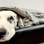 Dog sleeping bag - Cuddly and warm on the road | TARIGS