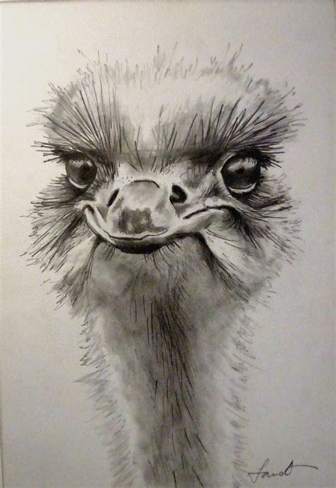 ArtStation - Ostrich Portrait