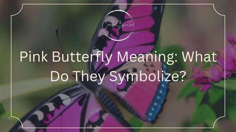 Pink Butterfly Meaning: What Do They Symbolize?