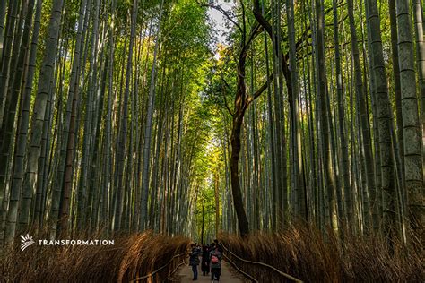 Bamboo Production: A Nature-Based Climate Solution