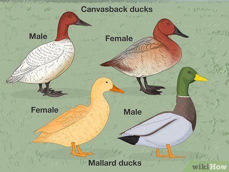 How to Tell the Difference Between Male and Female Ducks