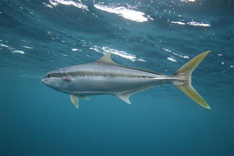 Fishing for Yellowtail in California - Fishmasters.com