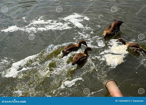 Feeding a Swimming Duck Family on a Pond in Europe Stock Image - Image ...