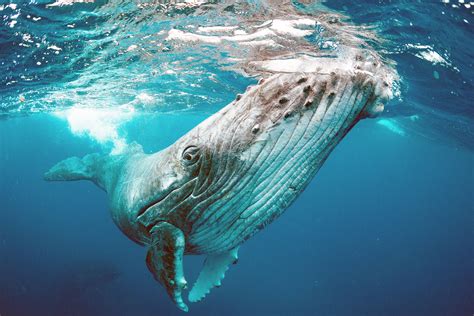 Baleen whales: Evolutionary history of the largest animals ever - Earth.com