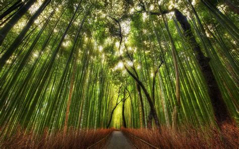 Serene Forest Wallpapers - Top Free Serene Forest Backgrounds - WallpaperAccess