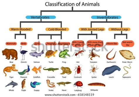 2,354 Classification Of Animals Royalty-Free Photos and Stock Images ...