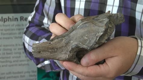 Ancient fossil of newly discovered dolphin species found in Wando River | KFOX