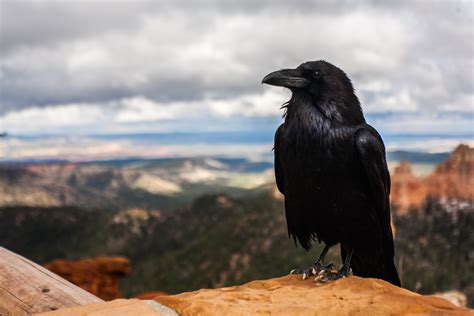 Raven As Your Native American Birth Totem - Native American Totems